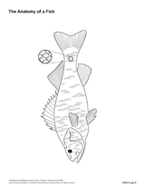 The Anatomy of a Fish (Blank) Printable